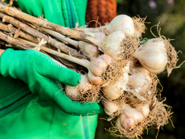 Planting Hardneck Garlic